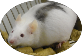 AnimalmarkerBlack