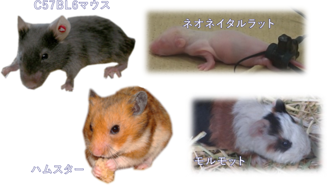 Animal_MK2000